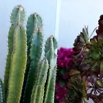Casamarta2 *